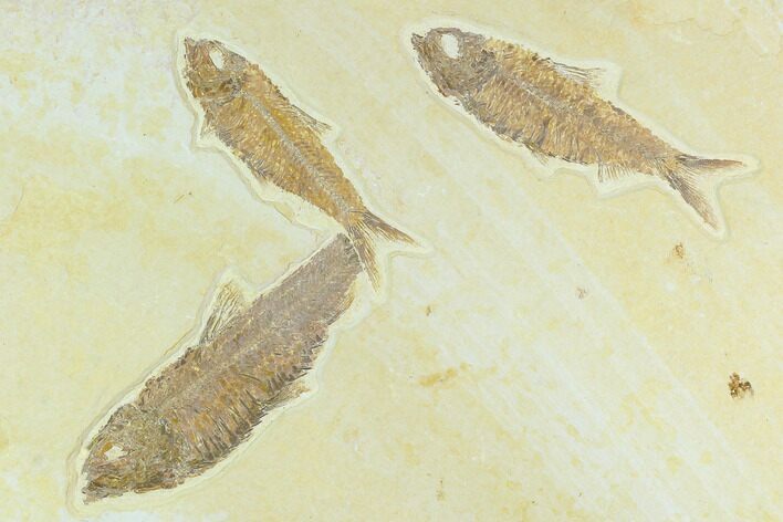 Three Detailed Fossil Fish (Knightia) - Wyoming